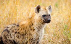 hyena kruger self drive 202x84